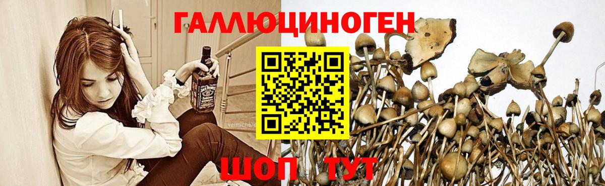 Галлюциногенные грибы Psilocybe Ульяновск